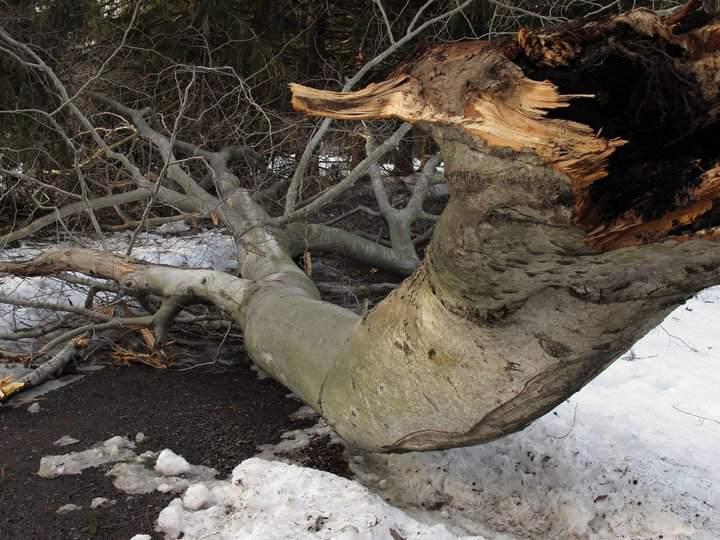 limb down